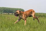 DOGUE ALLEMAND 530